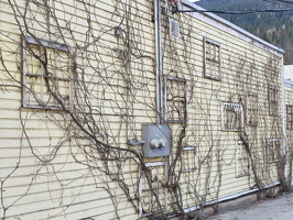 Creeping Vines